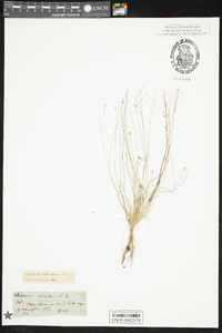 Eleocharis microcarpa image