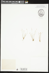 Eleocharis microcarpa image