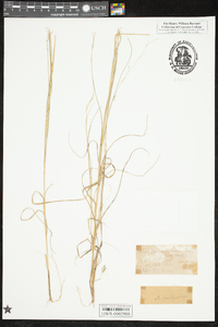 Aristida purpurascens image