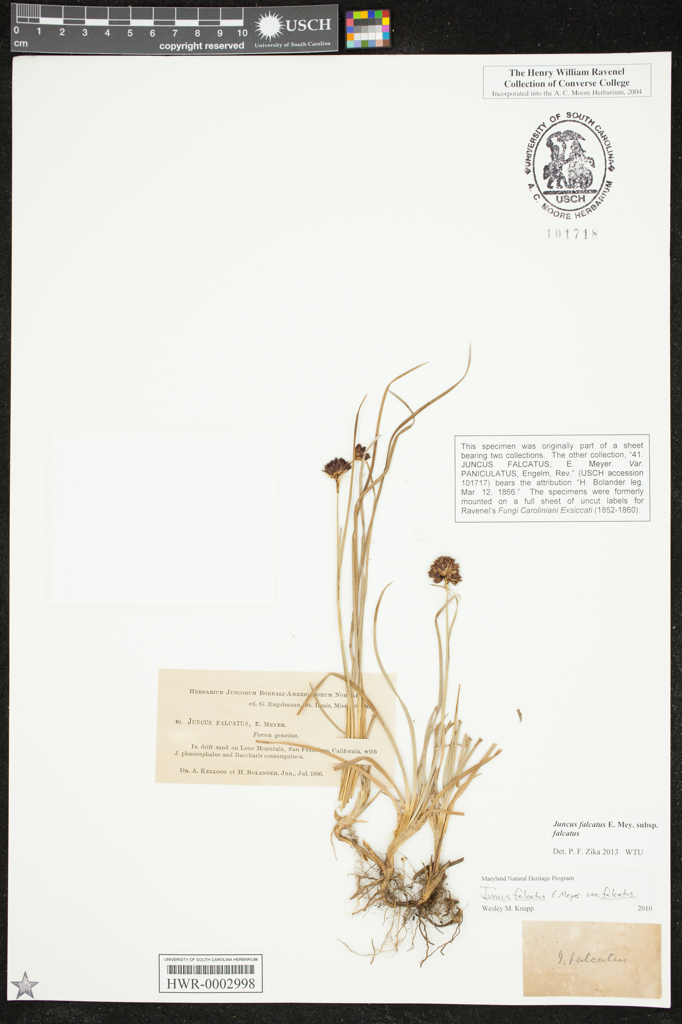 Juncus falcatus subsp. falcatus image
