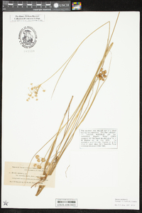 Juncus nodosus image