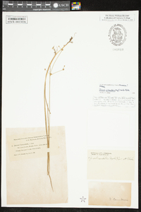 Juncus subcaudatus image