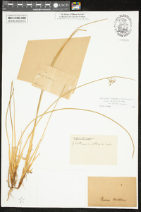 Juncus balticus subsp. littoralis image