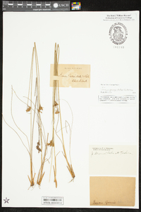 Juncus greenei image