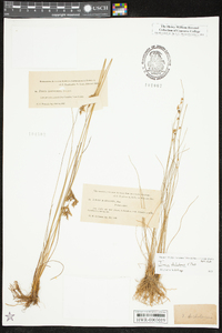 Juncus dichotomus image