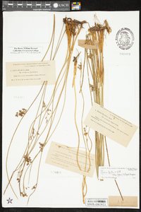 Juncus balticus subsp. littoralis image