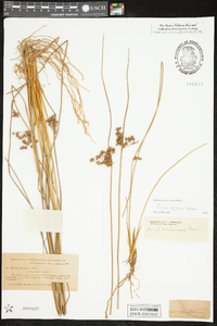 Juncus coriaceus image