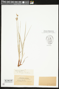 Carex torreyi image