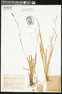 Carex pilosa image