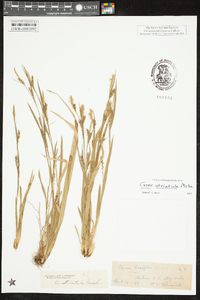 Carex striatula image