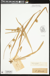 Carex folliculata image