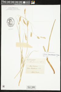 Carex cherokeensis image