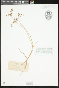 Juncus articulatus image