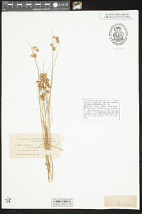 Juncus nodosus var. nodosus image