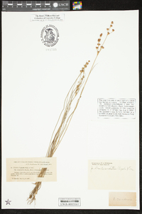 Juncus brevicaudatus image