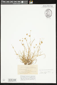 Juncus repens image