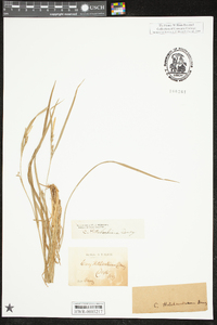 Carex hitchcockiana image