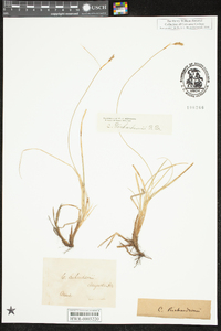 Carex richardsonii image