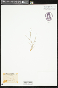 Aristida dichotoma image