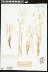 Aristida longespica image