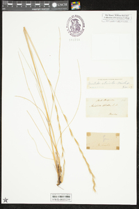 Aristida stricta image