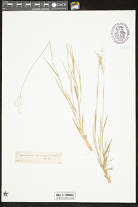 Dichanthelium aciculare var. ramosum image