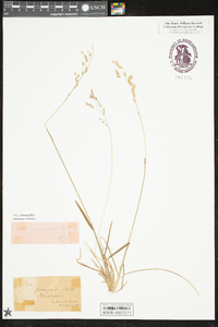 Poa cuspidata image