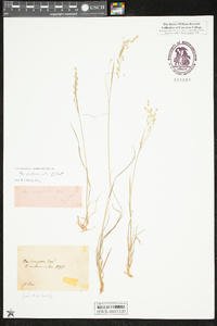 Poa autumnalis image