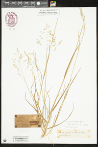 Poa autumnalis image