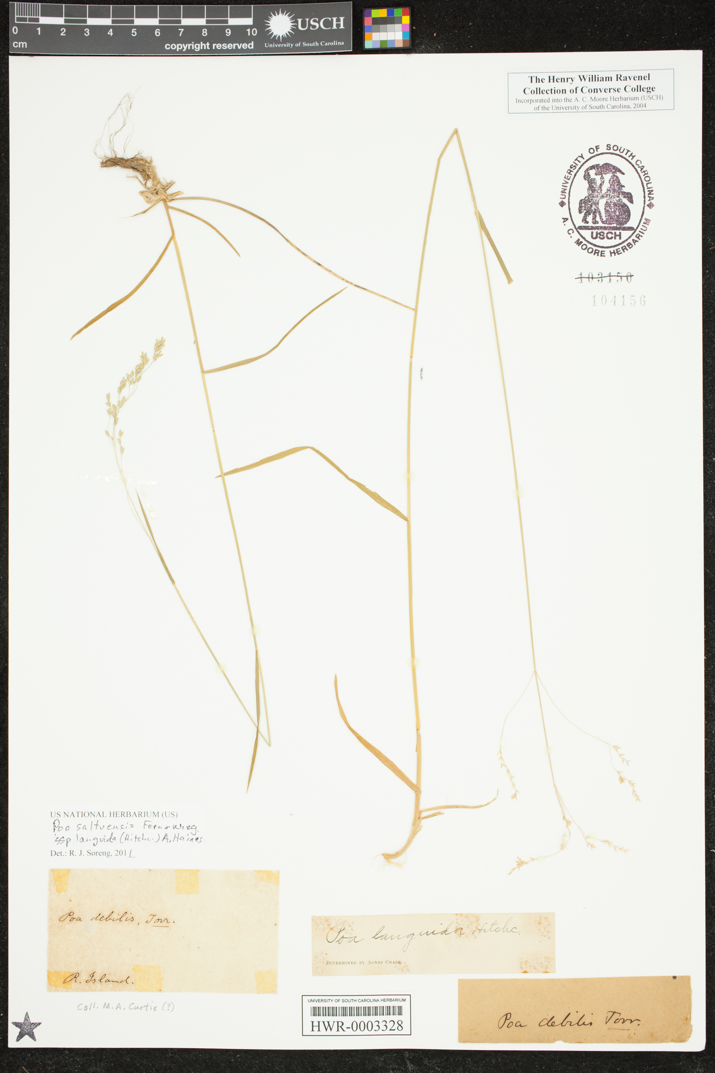 Poa saltuensis subsp. languida image