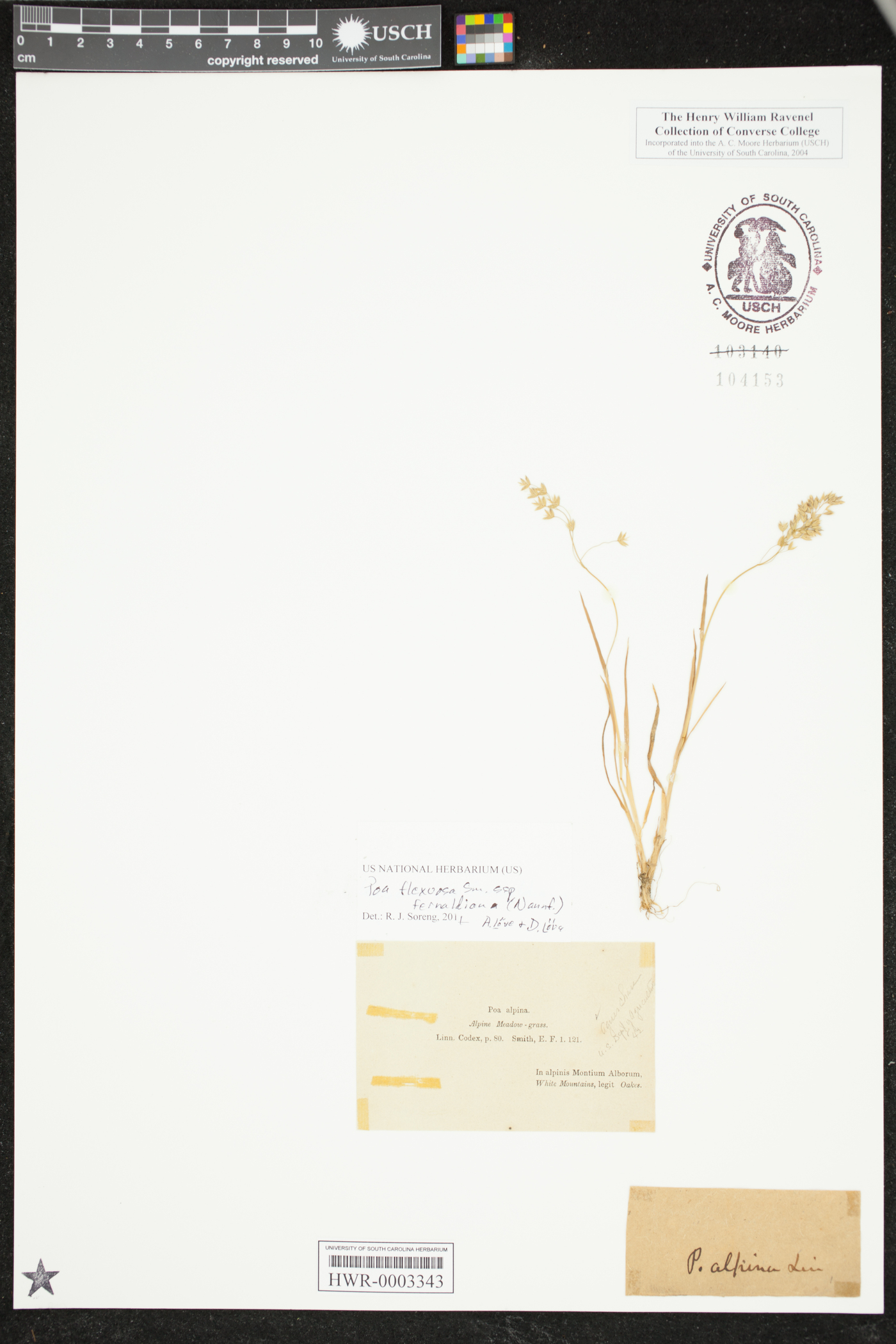 Poa laxa image