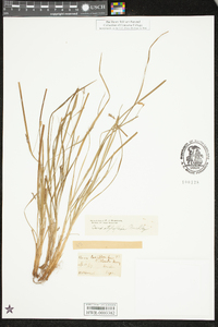 Carex styloflexa image