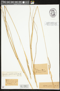 Spartina patens image