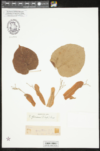 Tilia americana var. caroliniana image