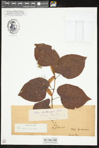Tilia americana var. caroliniana image