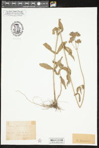 Verbena bonariensis image