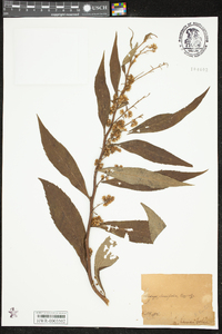 Solidago curtisii image