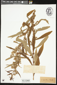 Solidago bicolor image