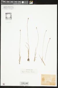 Xyris difformis var. curtissii image