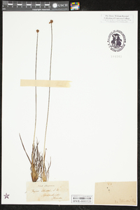 Xyris elliottii image