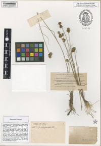 Juncus scirpoides image