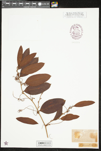 Smilax smallii image