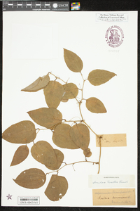 Smilax walteri image