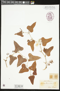 Smilax tamnoides image