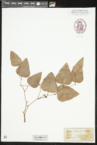 Smilax tamnoides image