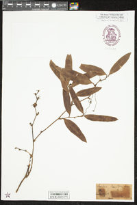 Smilax laurifolia image