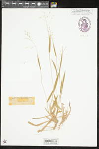 Dichanthelium laxiflorum image