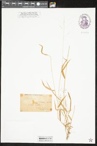 Kellochloa verrucosa image