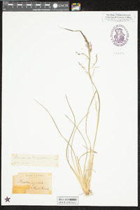 Coleataenia longifolia image