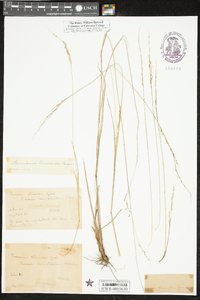 Panicum tenerum image